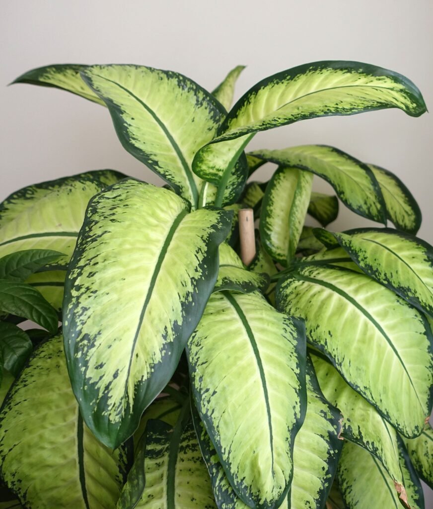 DIEFFENBACHIA