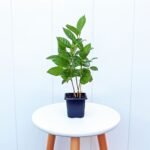 Coffee Plant