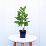 Coffee Plant