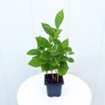 Coffee Plant