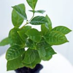Coffee Plant