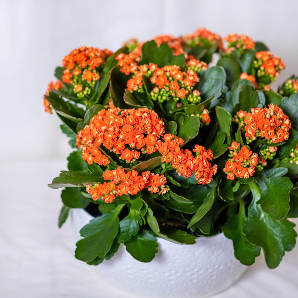 KALANCHOE