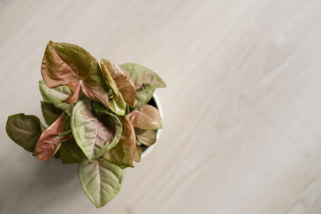 SYNGONIUM ARROWHEAD