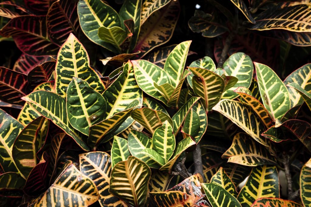 croton