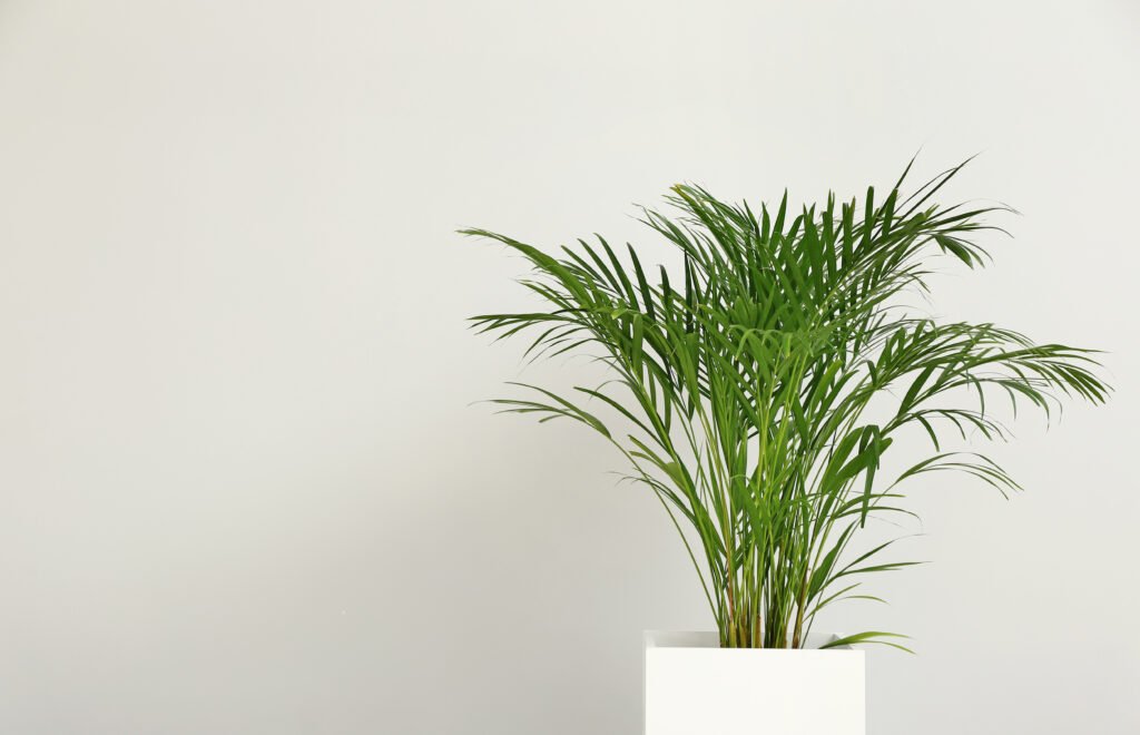 PARLOR PALM