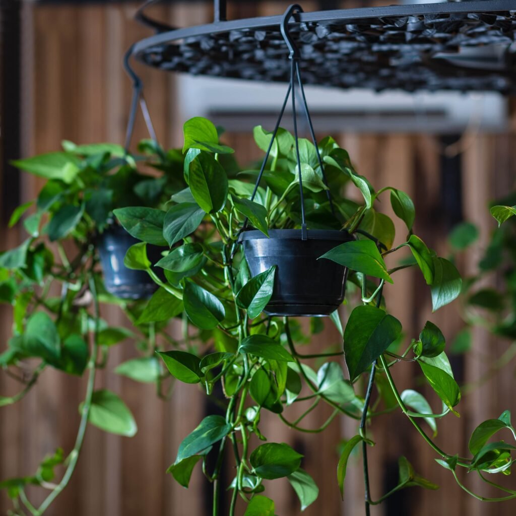 POTHOS PLANTS