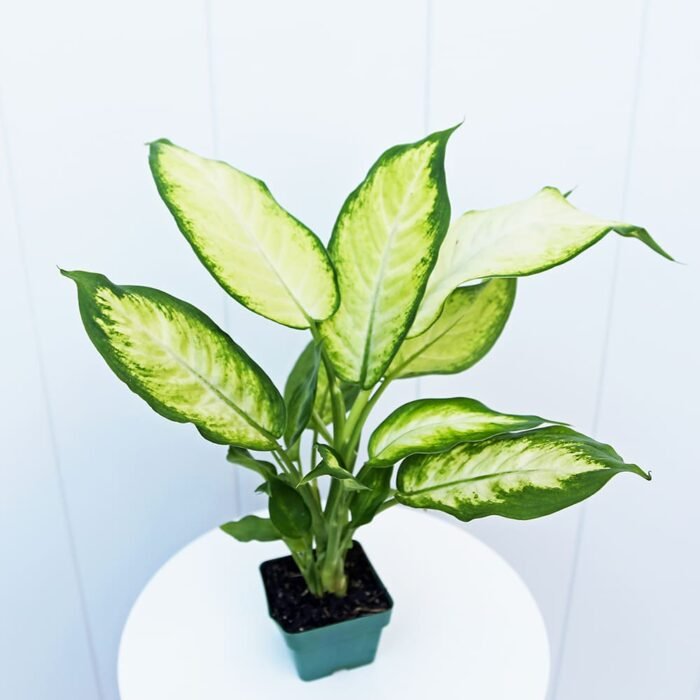 Dieffenbachia