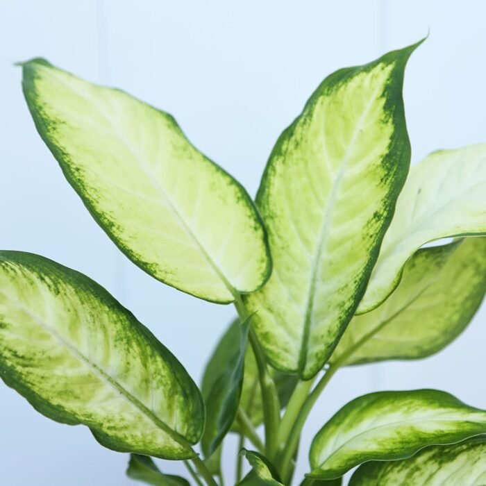 Dieffenbachia