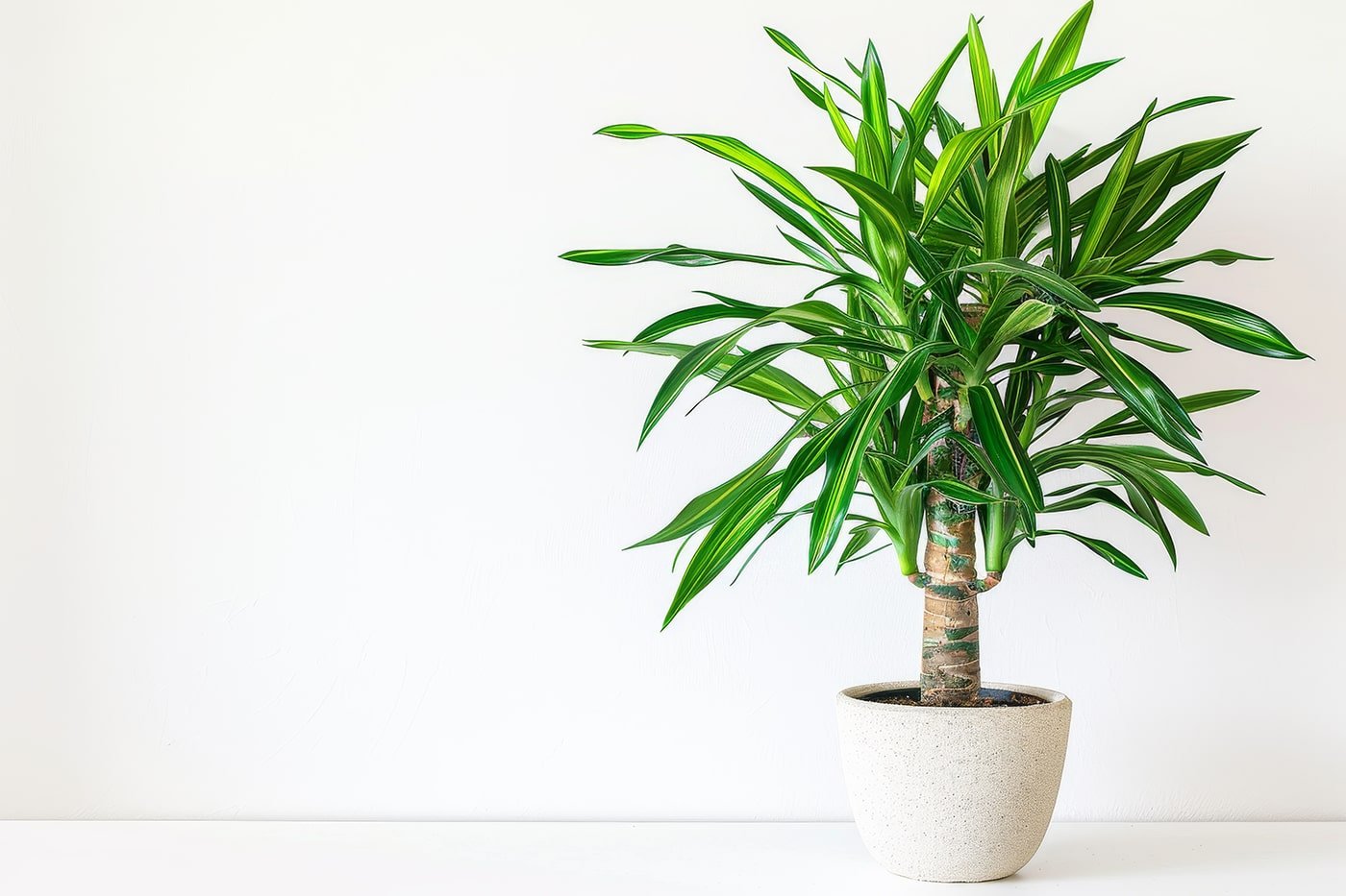 dracaena-flowerpot-closeup-dracaena-vand-macro-house-plant-flowerpot-min