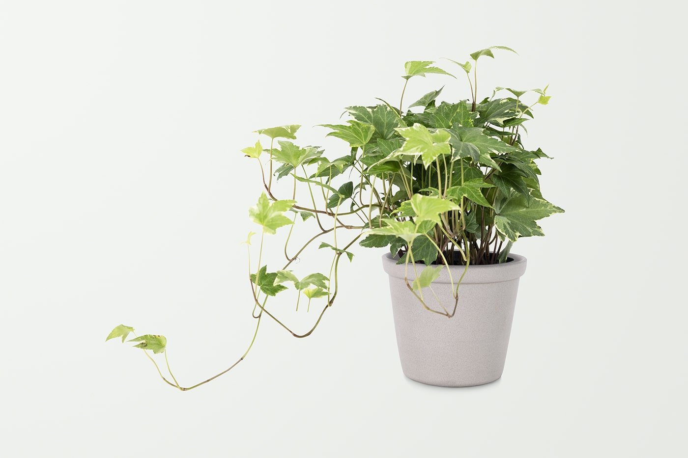 english-ivy-plant-gray-pot-min