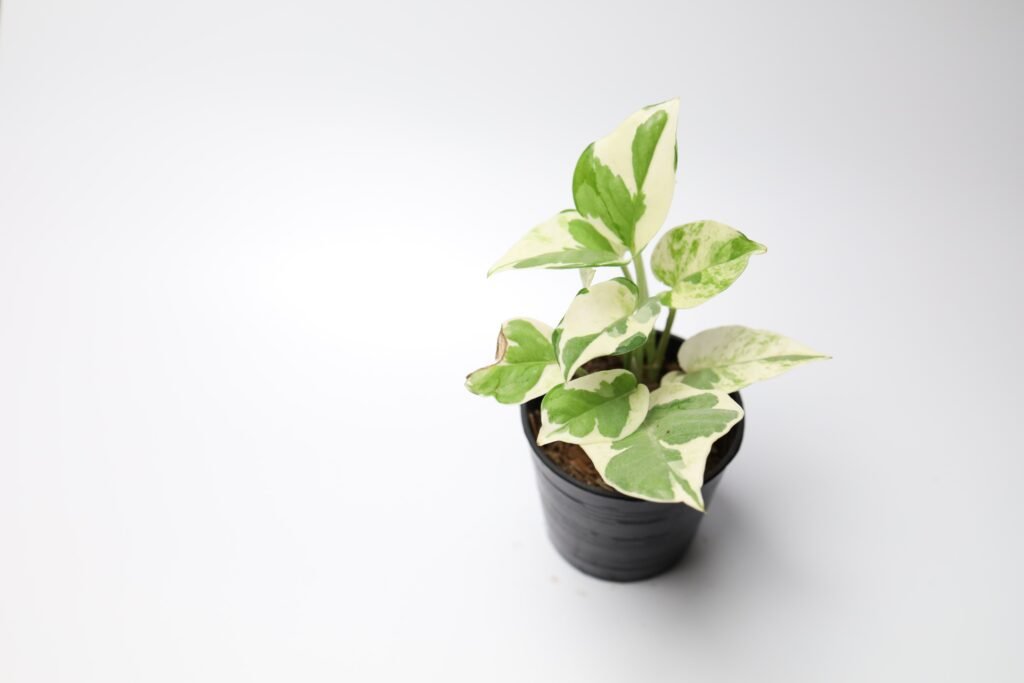 POTHOS PLANTS
