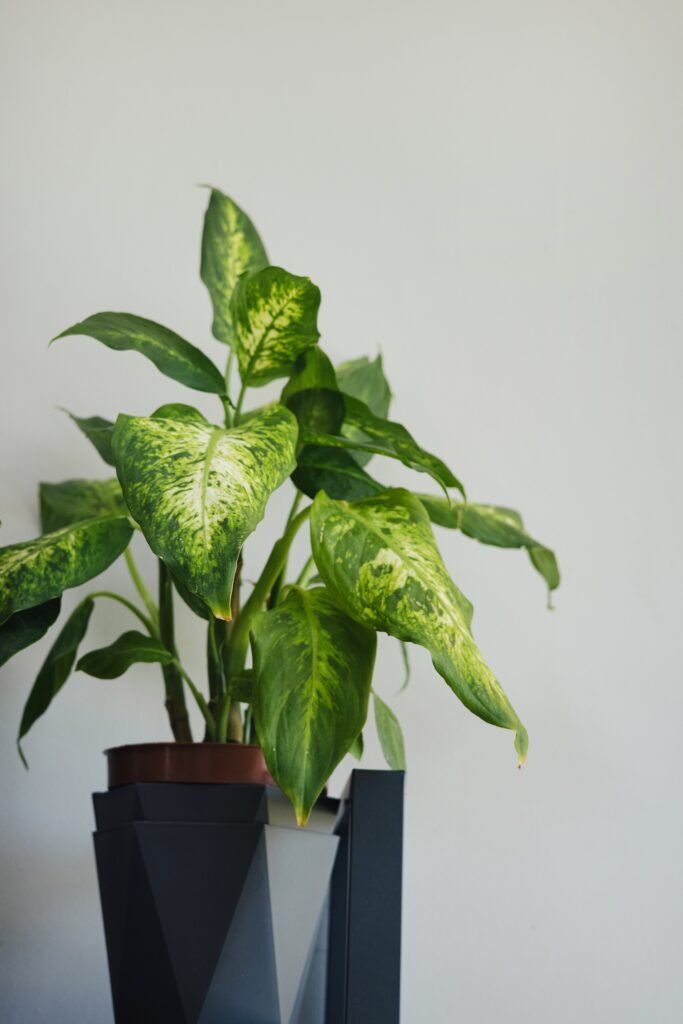 DIEFFENBACHIA