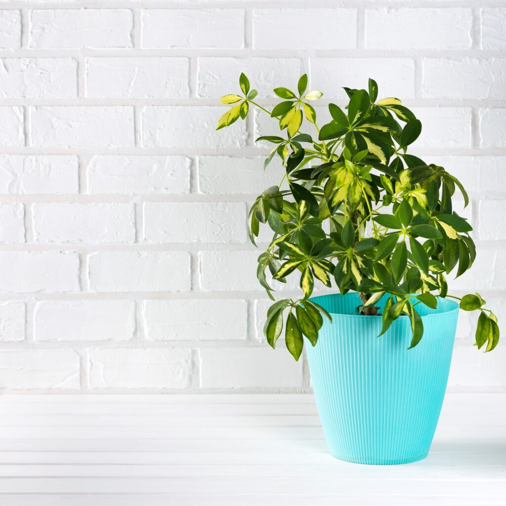SCHEFFLERA