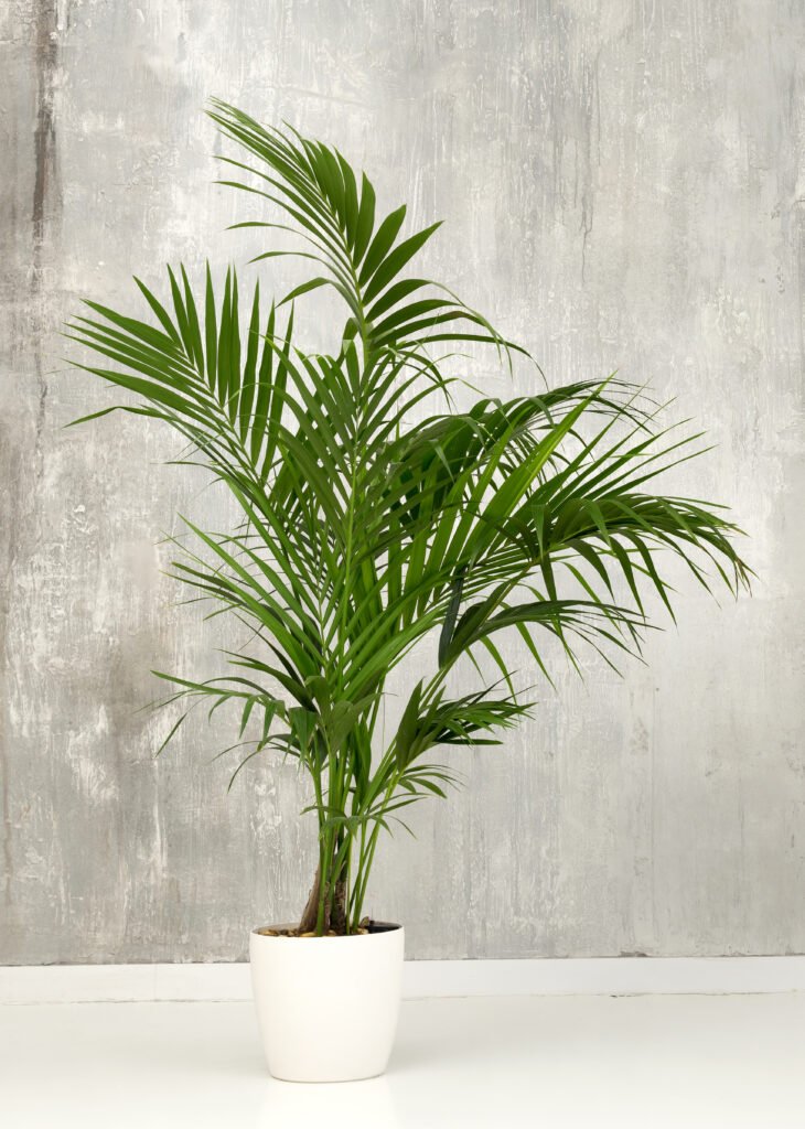 PARLOR PALM