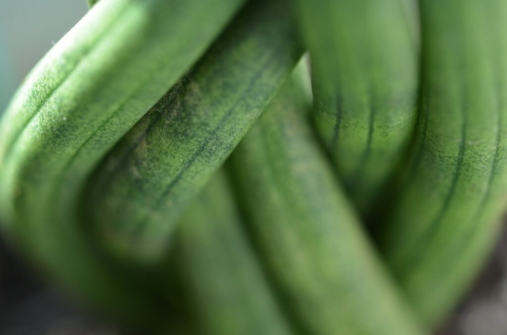 SANSEVIERIA