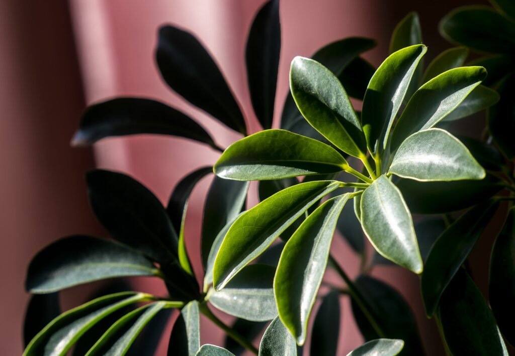 SCHEFFLERA