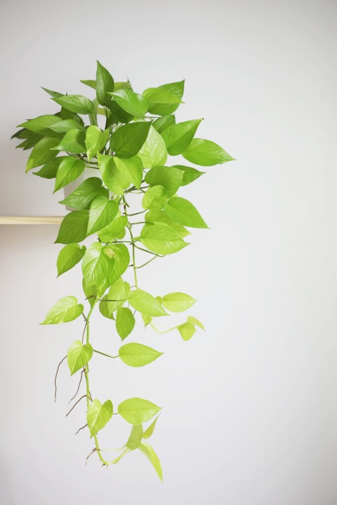 POTHOS PLANTS