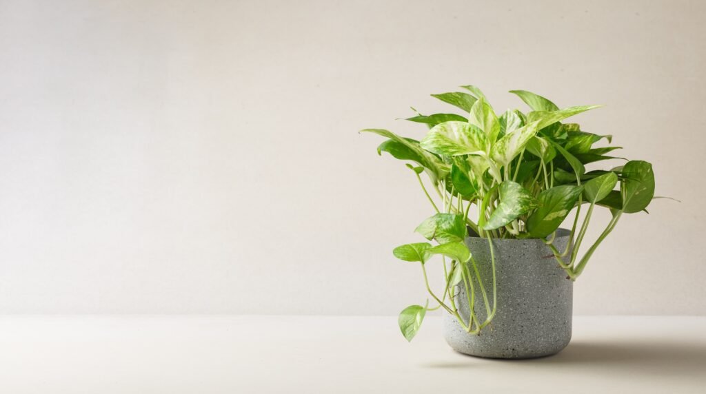 POTHOS PLANTS