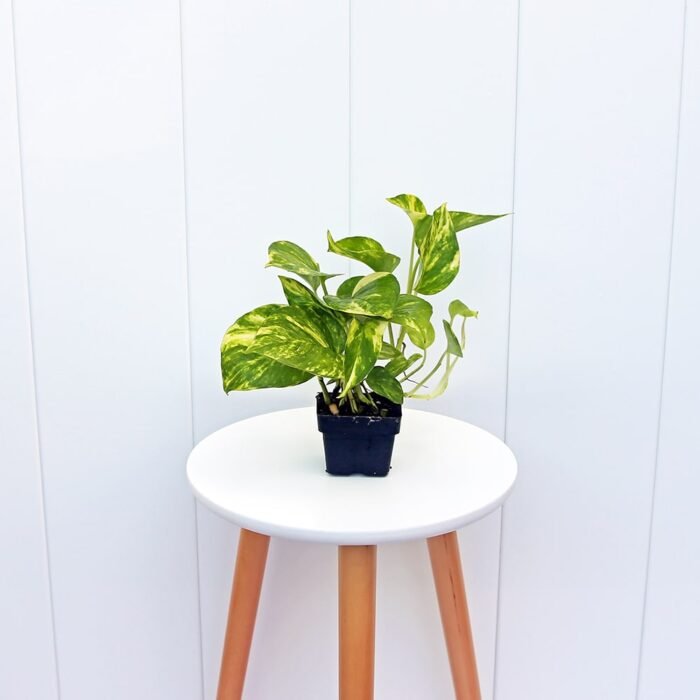 Golden Pothos