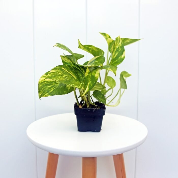 Golden Pothos