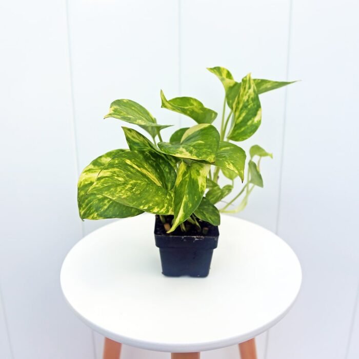 Golden Pothos