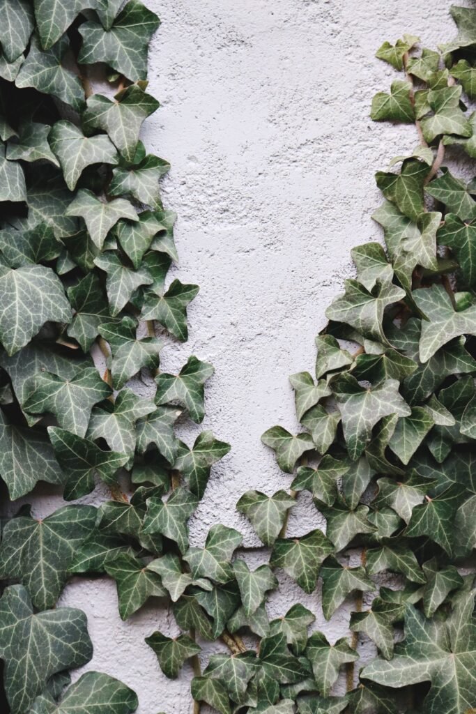 IVY PLANT