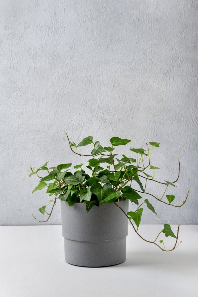 IVY PLANT