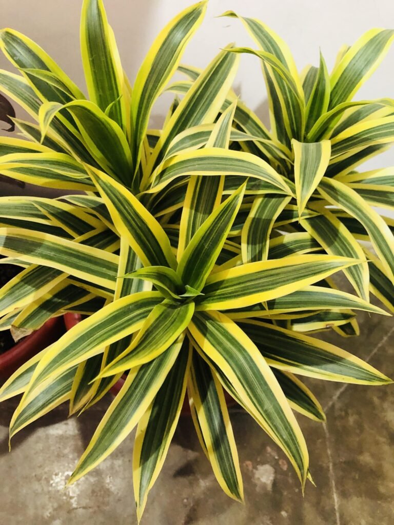 DRACAENA