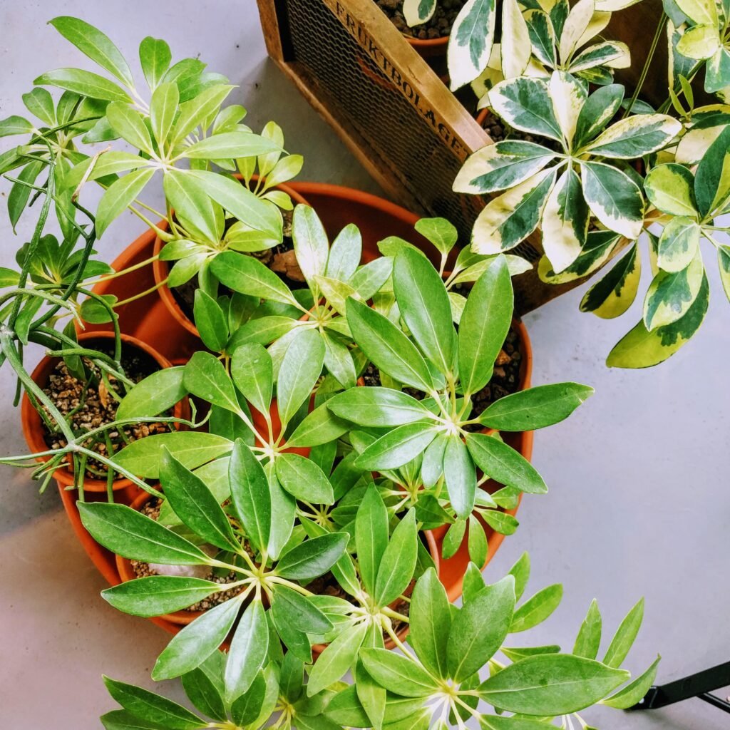 SCHEFFLERA