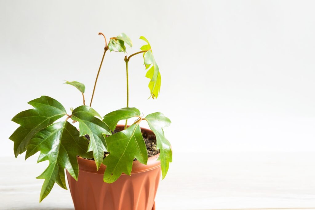 IVY PLANT