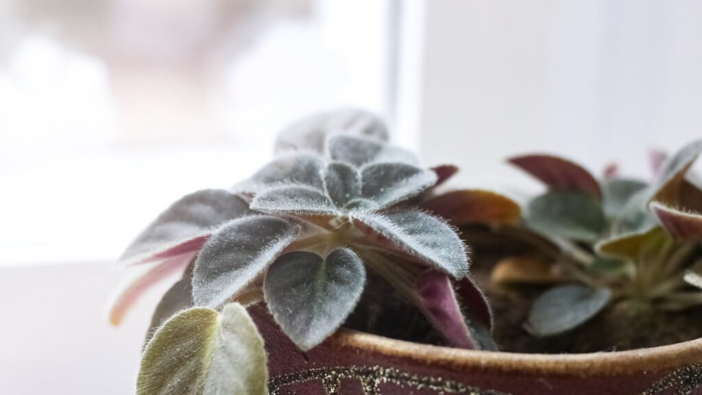 violet