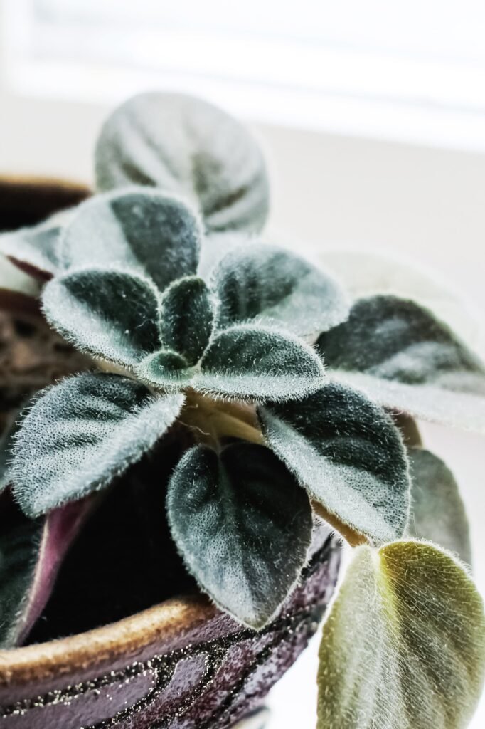 violet