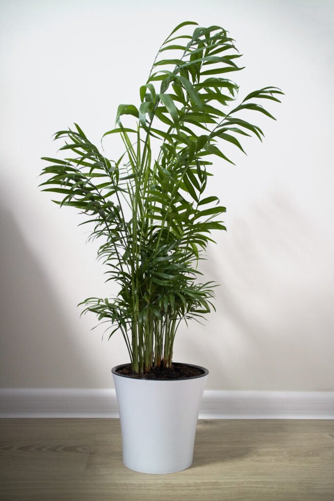 PARLOR PALM