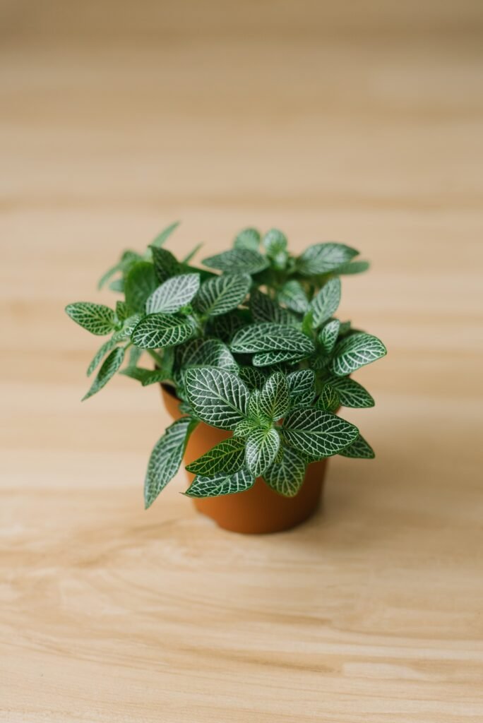 PEPEROMIA