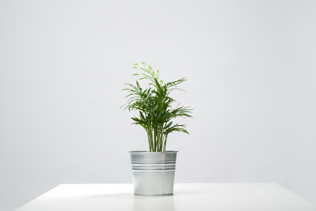 PARLOR PALM