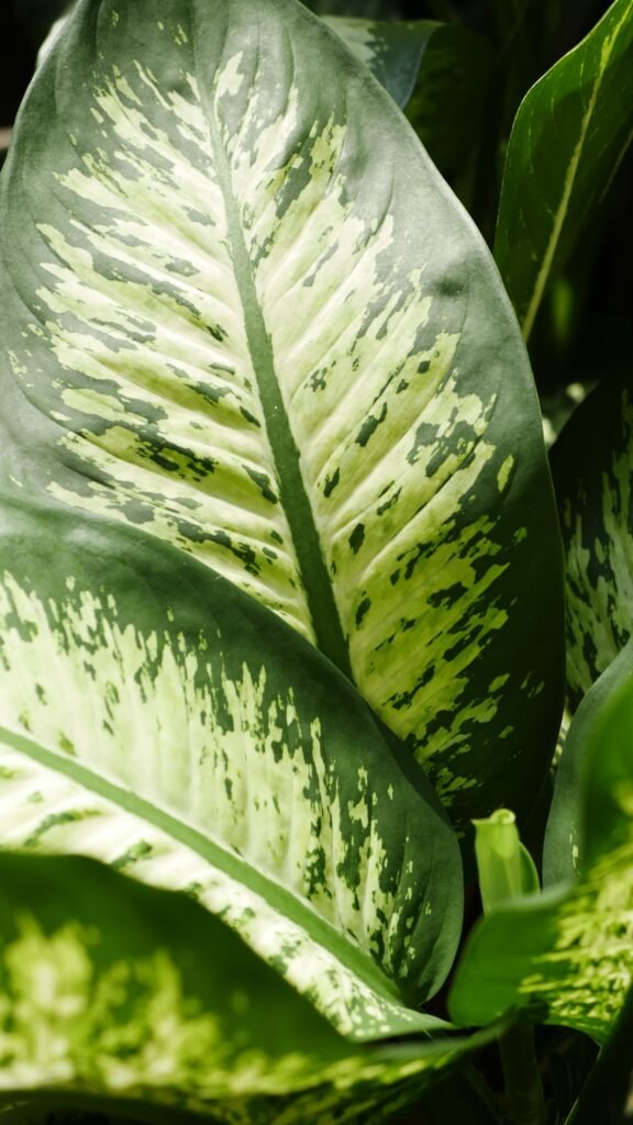DIEFFENBACHIA