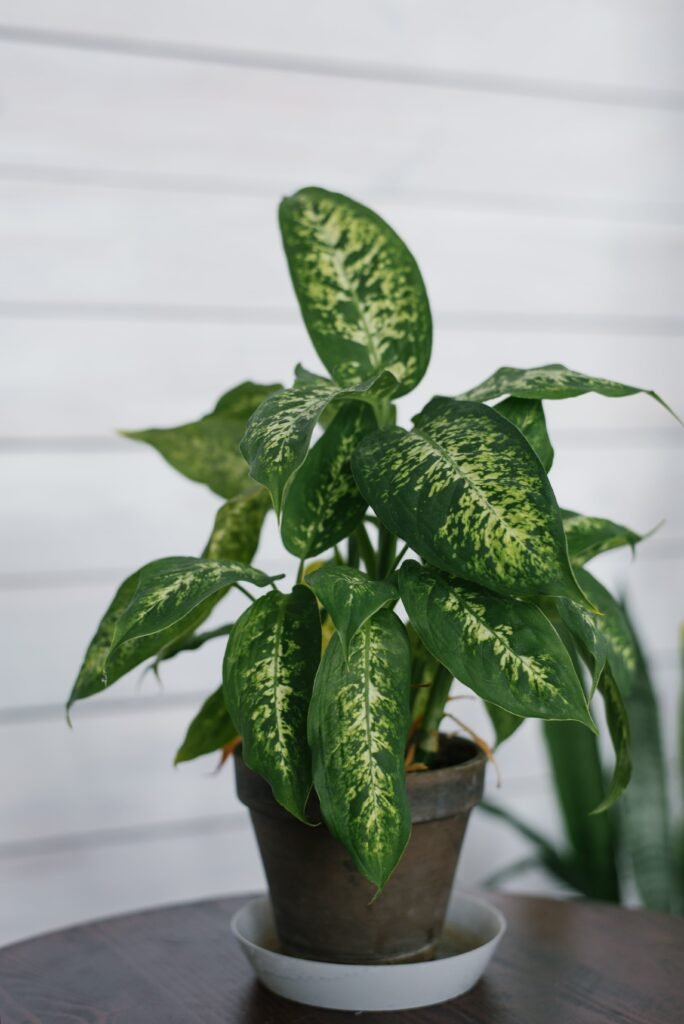 DIEFFENBACHIA