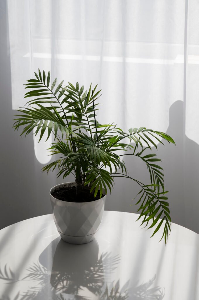 PARLOR PALM