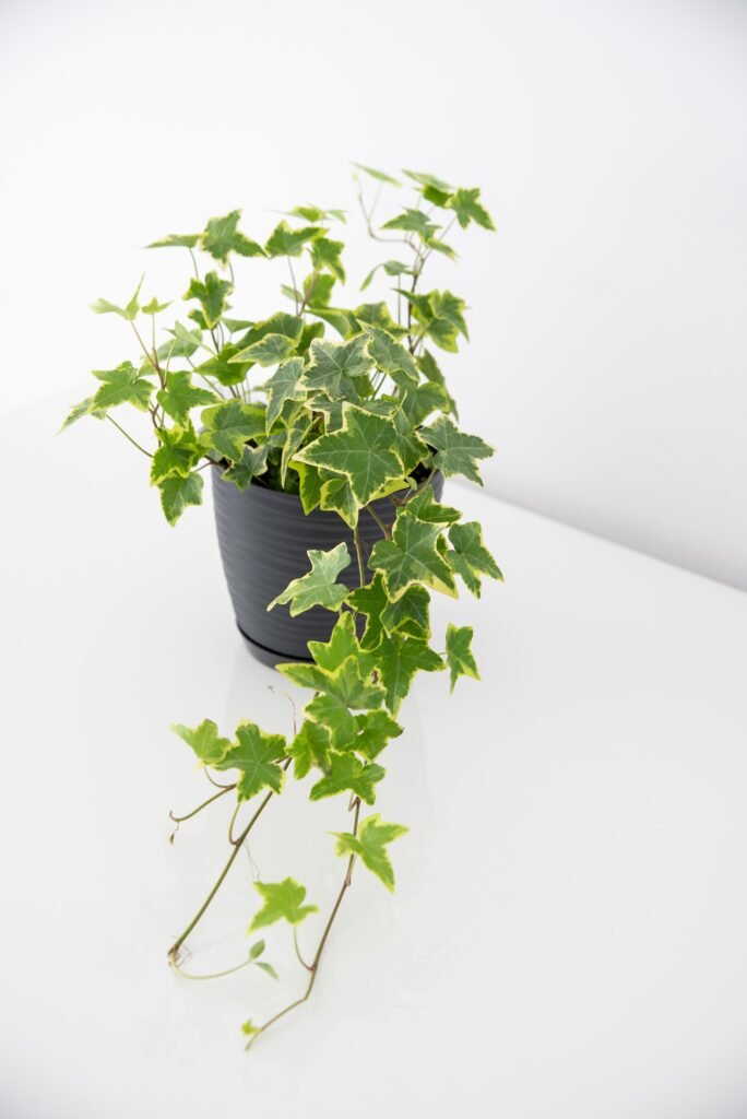 IVY PLANT
