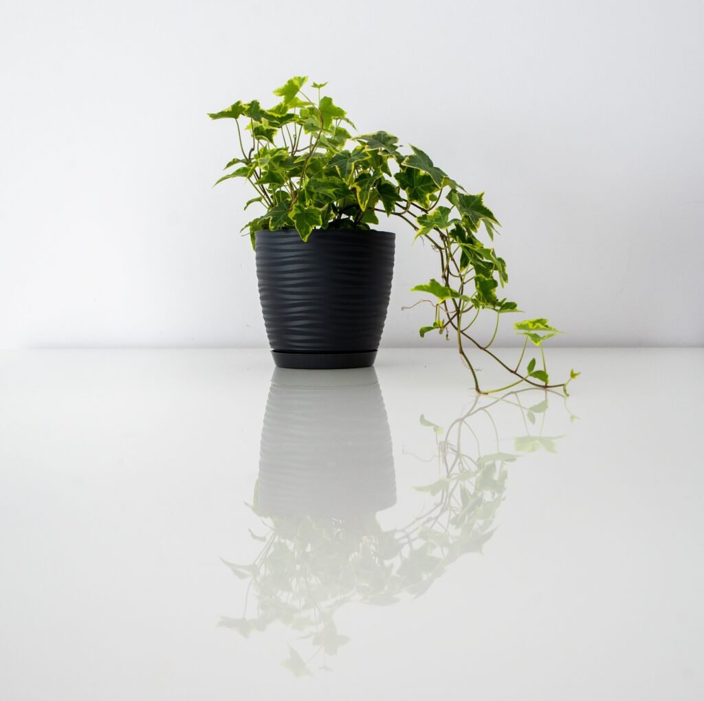 IVY PLANT