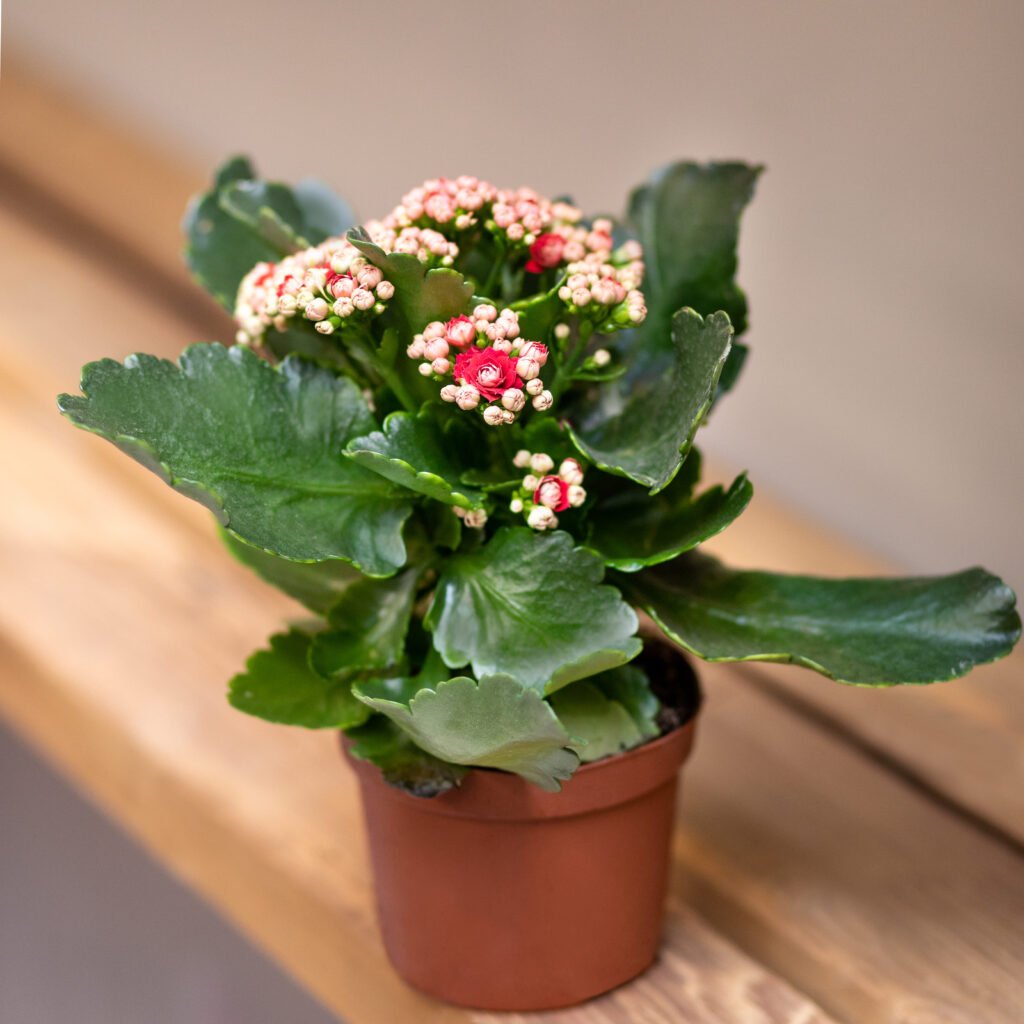 KALANCHOE