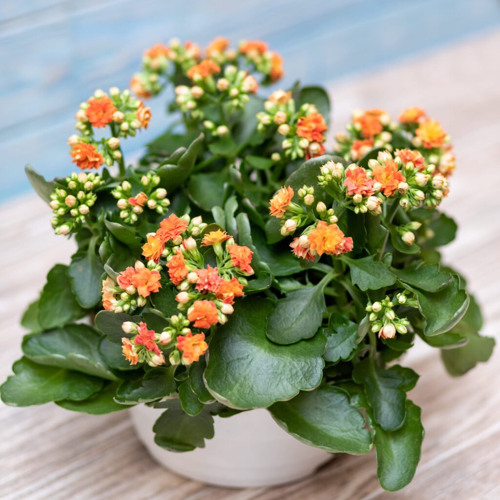 KALANCHOE