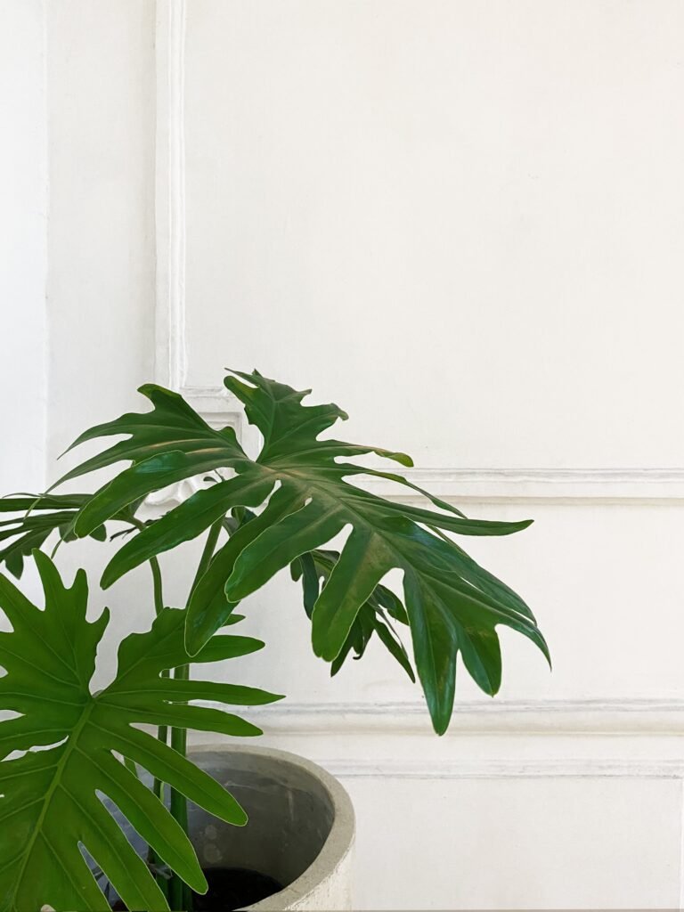 PHILODENDRON PLANTS