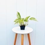 Marble Queen Pothos