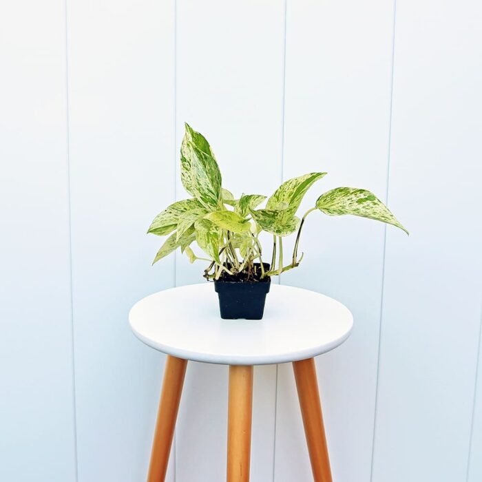 Marble Queen Pothos