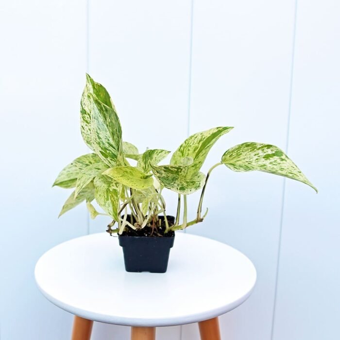 Marble Queen Pothos