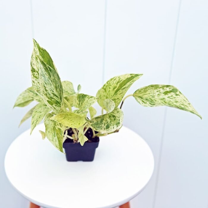 Marble Queen Pothos