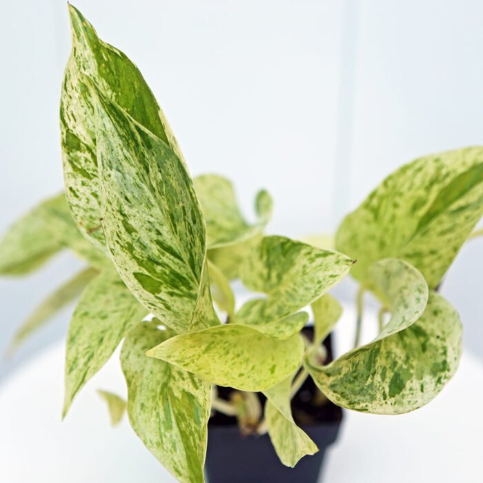 Marble Queen Pothos