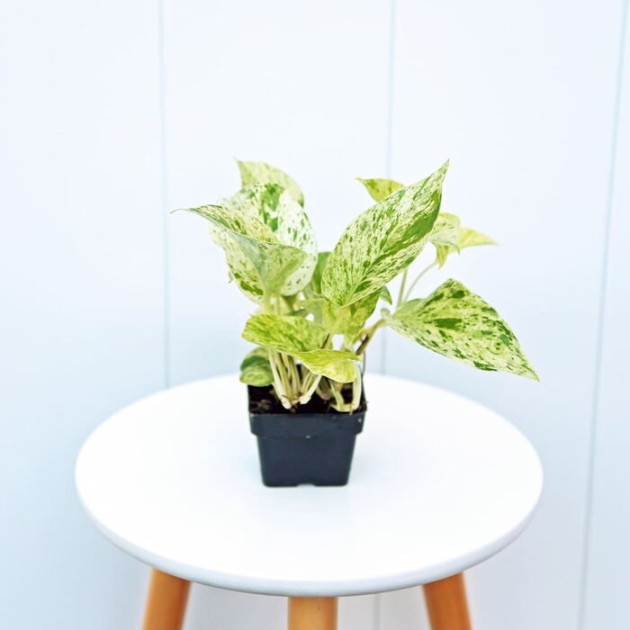 Marble Queen Pothos