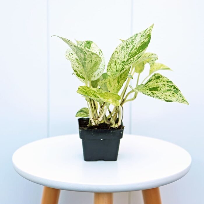 Marble Queen Pothos